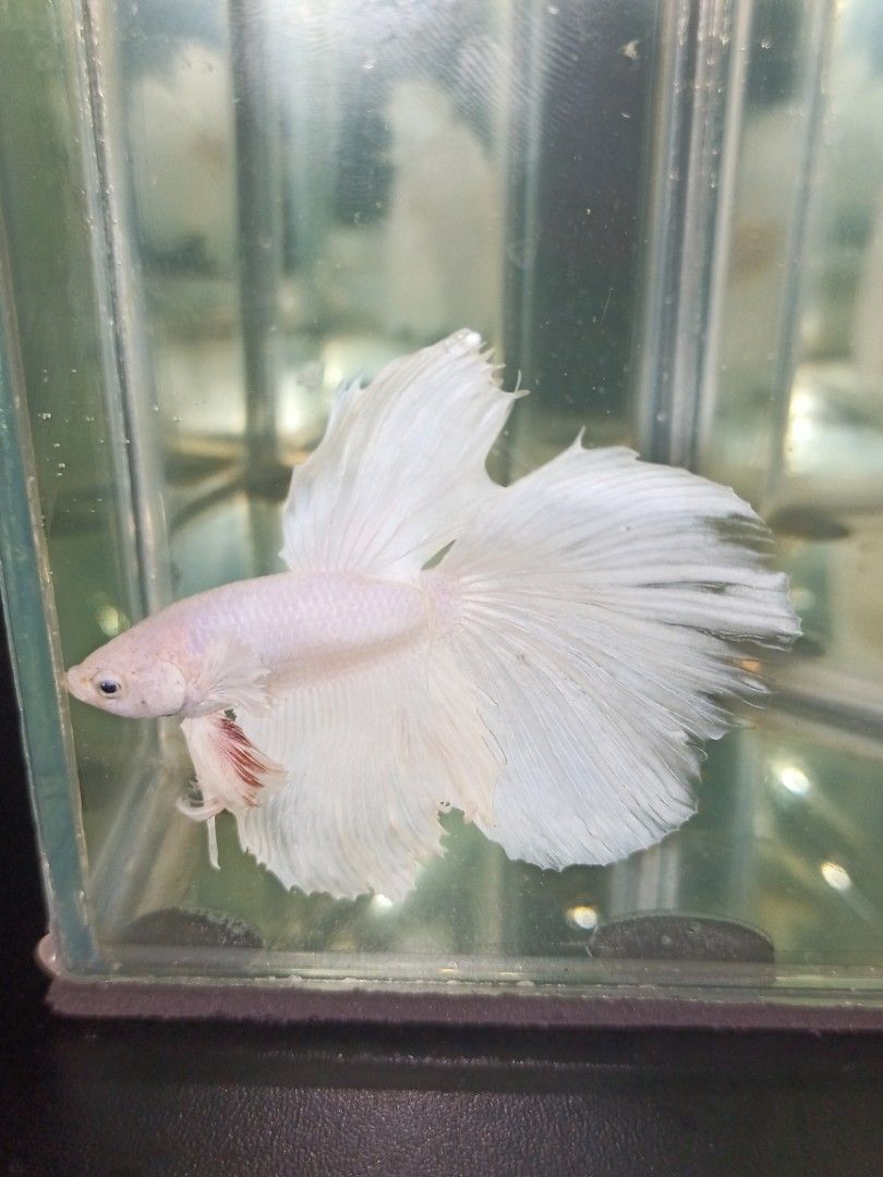 Betta Fish Food & Accessories (Category: Pet Food) located in Manila. Submitted by angelotadeo15 (Listing ID 1461729277, Image 3). Description: 📍 North Caloocan 📦 Can ship nationwide pm for more infos! 🙂🐟.