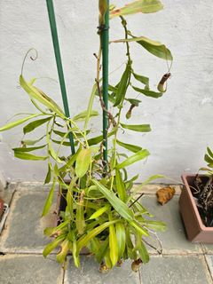 (Category: ) located in . Submitted by snaked53 (Listing ID 1461605184, Image 1). Description: .