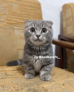 (Kategori: ) berada di . Dikirim oleh catsboobo (ID iklan 1461756069, Gambar 1). Deskripsi: .