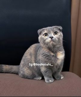 (Kategori: ) berada di . Dikirim oleh catsboobo (ID iklan 1461756335, Gambar 1). Deskripsi: .