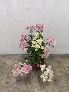 (Category: ) located in . Submitted by fruityflorist (Listing ID 1461674776, Image 1). Description: .