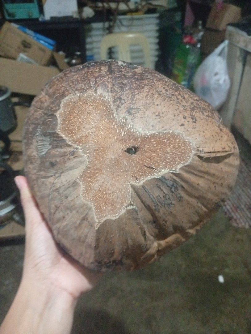 Coconut Husk / Bunot (Category: Cleaning Tools & Supplies) located in Taguig. Submitted by mgaabubotniligaya (Listing ID 1461679349, Image 1). Description: ✨ Brandnew and sealed ✨ Mine at your own risk ✨ No return and no refund 📍Location: Wawa / Sta. Ana, Taguig 🛵Lalamove and Pick Up Only 💸Payment First thru GCash / PayMaya and other Banks.