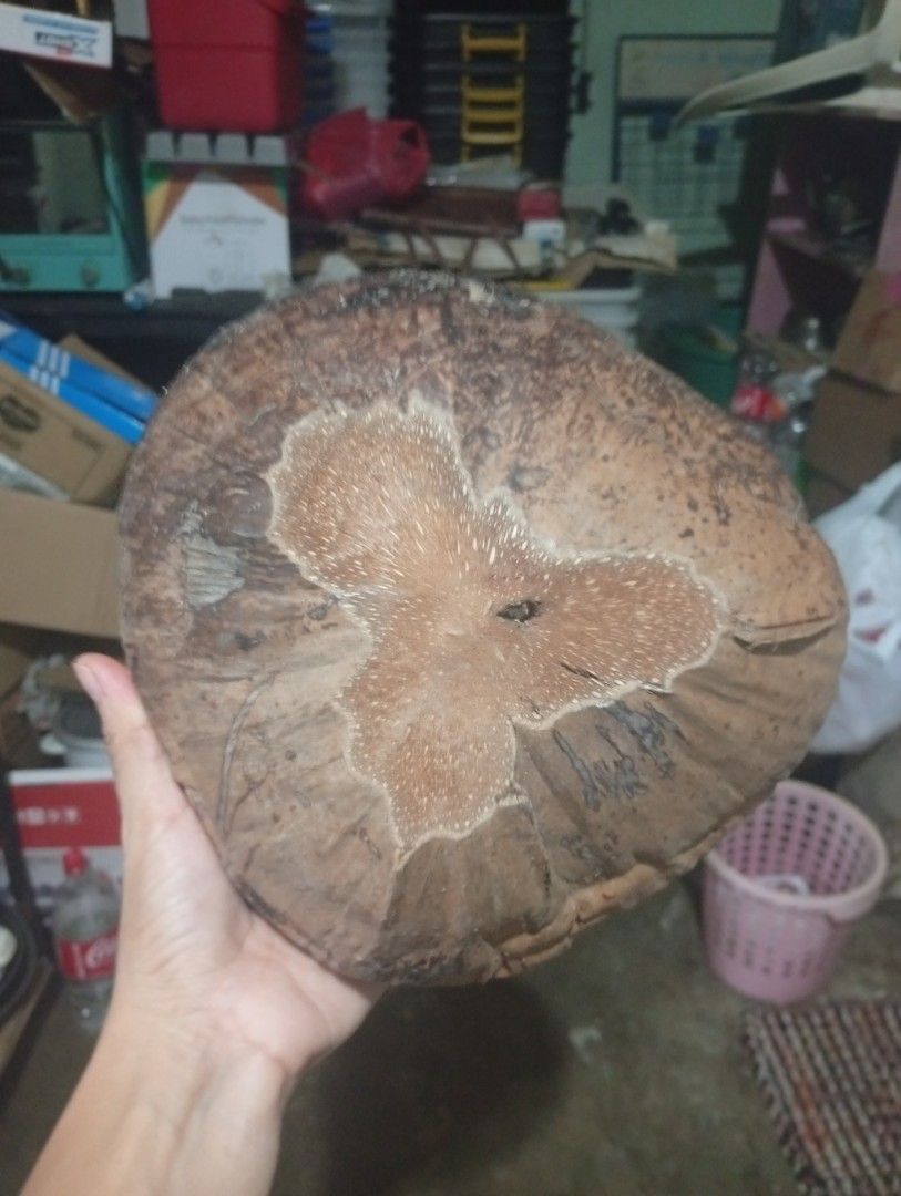 Coconut Husk / Bunot (Category: Cleaning Tools & Supplies) located in Taguig. Submitted by mgaabubotniligaya (Listing ID 1461679349, Image 2). Description: ✨ Brandnew and sealed ✨ Mine at your own risk ✨ No return and no refund 📍Location: Wawa / Sta. Ana, Taguig 🛵Lalamove and Pick Up Only 💸Payment First thru GCash / PayMaya and other Banks.
