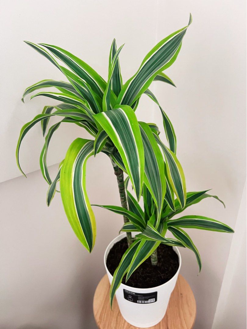 Dracaena Fragrans 'Lemon (Category: Plants & Seeds) located in Antipolo. Submitted by goodvinesonly888 (Listing ID 1461670085, Image 1). Description: - Healthy Dracaena Fragrans 'Lemon Surprise' plant - Striking green and yellow striped leaves - Comes in a simple white pot - Easy to care for, ideal for indoor spaces - Adds a vibrant pop of color to any room.