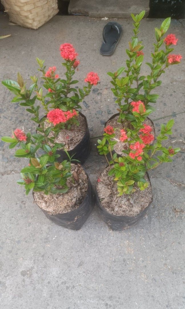 Dwarf Cherry Red Santan (Category: Plants & Seeds) located in Paranaque City. Submitted by mherz_ariel (Listing ID 1461573056, Image 1). Description: .