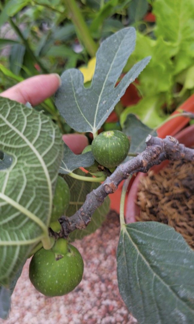 Fig tree (Category: Plants & Seeds) located in Singapore. Submitted by tendgarden (Listing ID 1461614065, Image 2). Description: You may collect the plant at 322B Tengah Drive, or I can arrange delivery to your home. Delivery fees range from $6–$20 per trip, depending on the distance. I will share my plant care tips with you when you receive the plant (fertilizer, watering, etc.). If you would like to see more photos of the plant, please feel fre