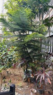 (Category: ) located in . Submitted by buzzoptima (Listing ID 1461570898, Image 1). Description: .