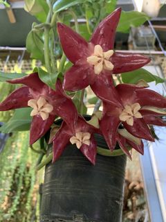 （分類：）位於 。 由 plantymary 提交（商品編號 1461569065，圖片 1）。簡介： 。