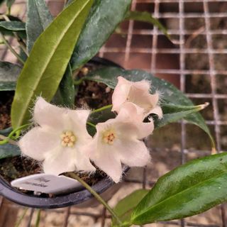 （分類：）位於 。 由 plantymary 提交（商品編號 1461570126，圖片 1）。簡介： 。