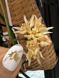 （分類：）位於 。 由 plantymary 提交（商品編號 1461570527，圖片 1）。簡介： 。