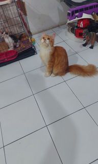 (Kategori: ) berada di . Dikirim oleh tikaaa17 (ID iklan 1461614283, Gambar 1). Deskripsi: .