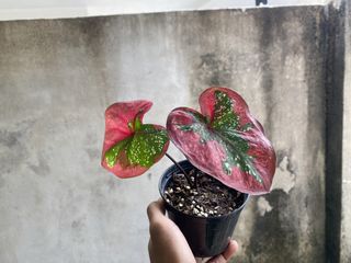 (Category: ) located in . Submitted by mostlyplants (Listing ID 1461574754, Image 1). Description: .