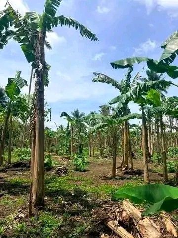 LOT FOR SALE INSTALLMENT (Category: Lot) located in Manila. Submitted by agent_camil (Listing ID 1461713772, Image 3). Description: 🌿 MINI FARM FOR SALE SA CANDELARIA, QUEZON! 🌿 📌 ₱750K Total Price (500 SQM @ ₱1500/sqm) ✅ 36 Months to Pay Zero Interest) ✅ May Fruit Trees na (Lanzones, Rambutan, Niyog) ✅ Along barangay road ✅ Hindi binabaha & Gagamitin mo na agad after DP! 📩 DM US NOW for FREE Site Viewing!.