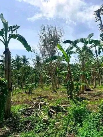 LOT FOR SALE INSTALLMENT (Category: Lot) located in Manila. Submitted by agent_camil (Listing ID 1461713772, Image 2). Description: 🌿 MINI FARM FOR SALE SA CANDELARIA, QUEZON! 🌿 📌 ₱750K Total Price (500 SQM @ ₱1500/sqm) ✅ 36 Months to Pay Zero Interest) ✅ May Fruit Trees na (Lanzones, Rambutan, Niyog) ✅ Along barangay road ✅ Hindi binabaha & Gagamitin mo na agad after DP! 📩 DM US NOW for FREE Site Viewing!.