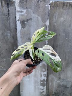 (Category: ) located in . Submitted by mostlyplants (Listing ID 1461574452, Image 1). Description: .