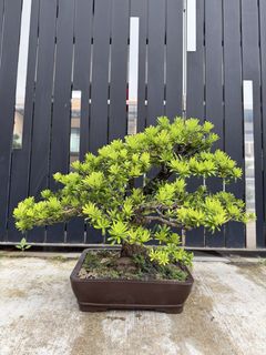 Bonsai tree For Sale | Buy 100+ Bonsai tree online | Carousell Malaysia