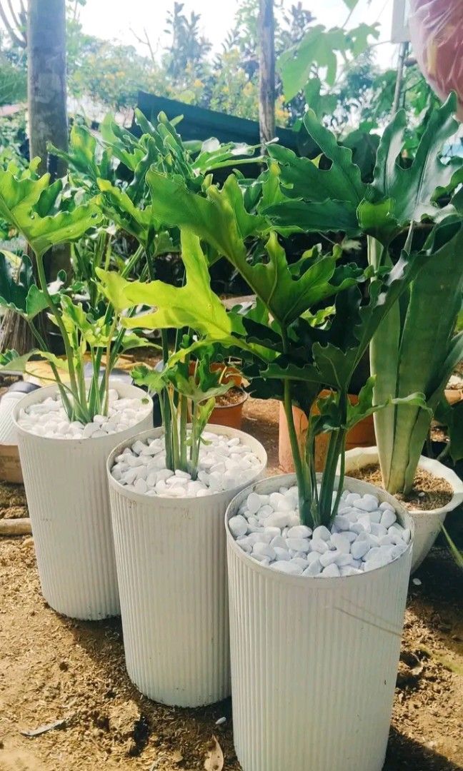 sahod yaman potted with pebbles (Category: Plants & Seeds) located in Manila. Submitted by vastmountain-9b645d (Listing ID 1461707141, Image 3). Description: lushy,,good for business it gives luck..