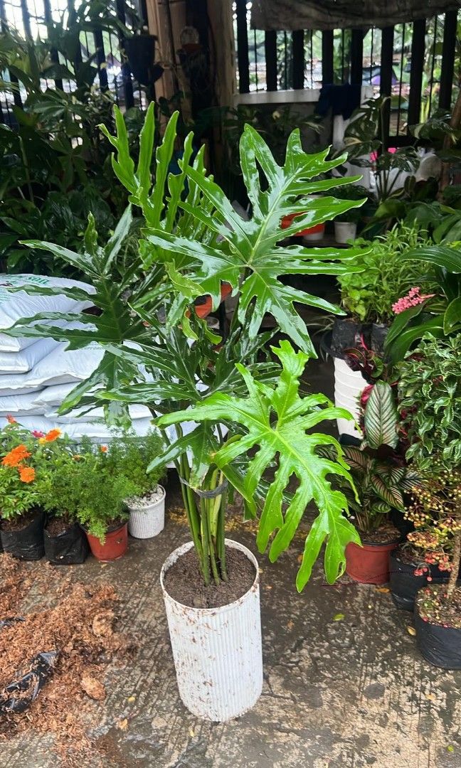 sahod yaman potted with pebbles (Category: Plants & Seeds) located in Manila. Submitted by vastmountain-9b645d (Listing ID 1461707141, Image 2). Description: lushy,,good for business it gives luck..