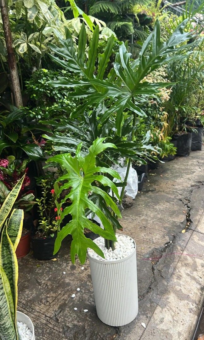 sahod yaman potted with pebbles (Category: Plants & Seeds) located in Manila. Submitted by vastmountain-9b645d (Listing ID 1461707141, Image 1). Description: lushy,,good for business it gives luck..