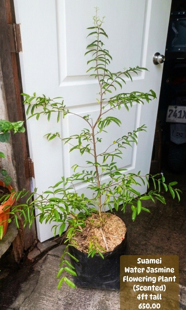 Suamei Water Jasmine 4ft (Category: Plants & Seeds) located in Paranaque City. Submitted by mherz_ariel (Listing ID 1461572608, Image 1). Description: .