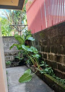 (Category: ) located in . Submitted by rafaesarisari (Listing ID 1461609651, Image 1). Description: .