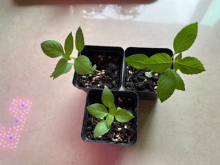 （分類：）位於 。 由 cloudy.202209 提交（商品編號 1461682886，圖片 1）。簡介： 。