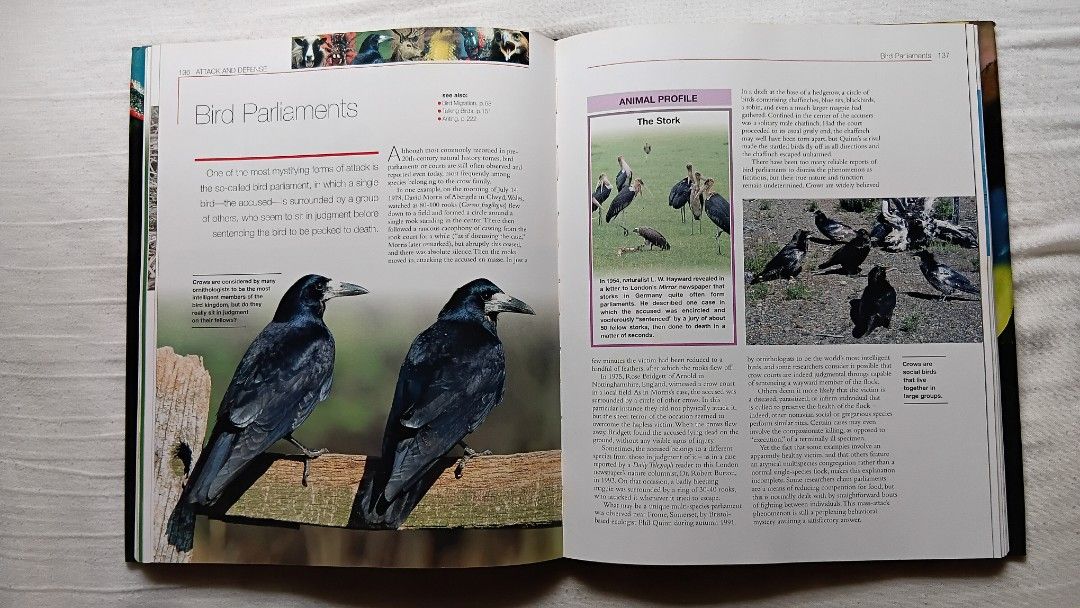 "The Hidden Powers of Animals" (Reader's Digest) (Hardbound) (Category: Storybooks) located in Antipolo. Submitted by imperial_trader (Listing ID 1461643318, Image 2). Description: - RFS: personal emergency *NEGOTIABLE/OPEN TO OFFERS as well - offers will be considered until a deal is made (items are delivered to the buyer and payment is made) - auto accept price: Php 1,000 - lightly used - hardbound.