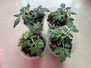 （分類：）位於 。 由 cloudy.202209 提交（商品編號 1461505758，圖片 1）。簡介： 。
