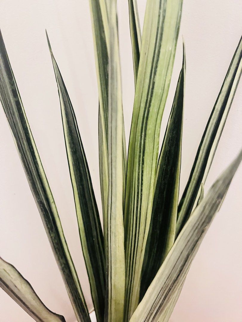 Variegated Sanse Bantel Sensation (Category: Plants & Seeds) located in Antipolo. Submitted by goodvinesonly888 (Listing ID 1461233874, Image 2). Description: - Beautiful tall sanse bantel sensation with striking variegated leaves. - Comes in a simple white pot with white pebble topping. - Known for being low maintenance and air purifying. - Adds a touch of green to any home or office space. - Healthy and thriving plant..