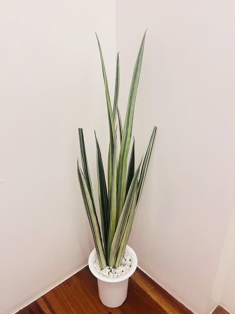 Variegated Sanse Bantel Sensation (Category: Plants & Seeds) located in Antipolo. Submitted by goodvinesonly888 (Listing ID 1461233874, Image 1). Description: - Beautiful tall sanse bantel sensation with striking variegated leaves. - Comes in a simple white pot with white pebble topping. - Known for being low maintenance and air purifying. - Adds a touch of green to any home or office space. - Healthy and thriving plant..