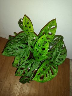 (Category: ) located in . Submitted by aneppo088 (Listing ID 1461773494, Image 1). Description: .