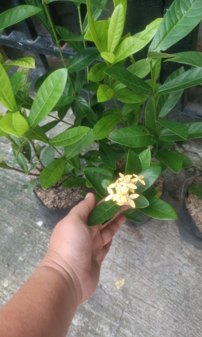 Yellow Santan Big Flowers (Category: Plants & Seeds) located in Paranaque City. Submitted by mherz_ariel (Listing ID 1461572980, Image 2). Description: .