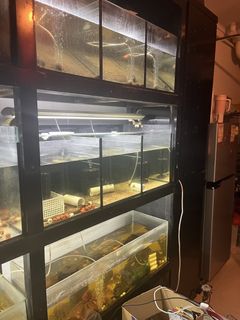(Category: ) located in . Submitted by fishineed (Listing ID 1461824111, Image 1). Description: .