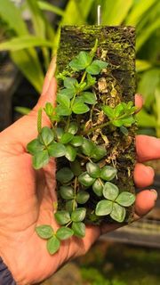 （分類：）位於 。 由 mogo.hk 提交（商品編號 1461848731，圖片 1）。簡介： 。