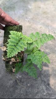 （分類：）位於 。 由 mogo.hk 提交（商品編號 1461836548，圖片 1）。簡介： 。