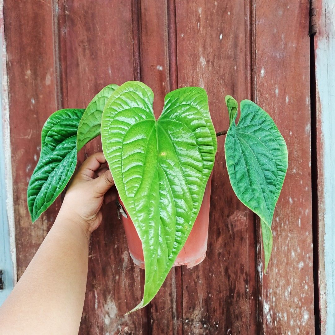 Anthurium Radicans (Category: Plants & Seeds) located in Makati City. Submitted by crstnemrise (Listing ID 1461983374, Image 2). Description: .