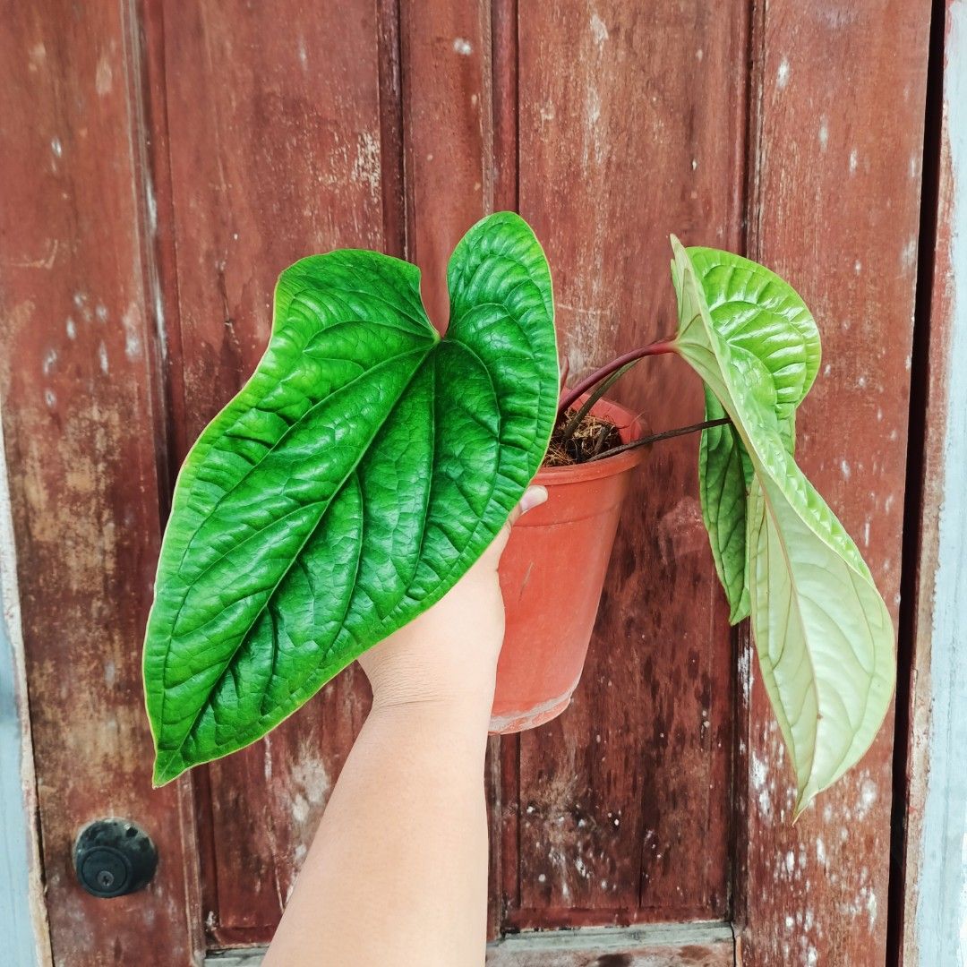 Anthurium Radicans (Category: Plants & Seeds) located in Makati City. Submitted by crstnemrise (Listing ID 1461983374, Image 1). Description: .