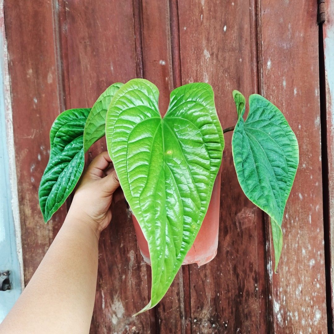 Anthurium Radicans (Category: Plants & Seeds) located in Makati City. Submitted by crstnemrise (Listing ID 1461983374, Image 3). Description: .