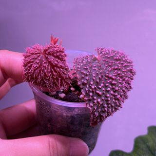(Category: ) located in . Submitted by plant_habitat (Listing ID 1461836579, Image 1). Description: .