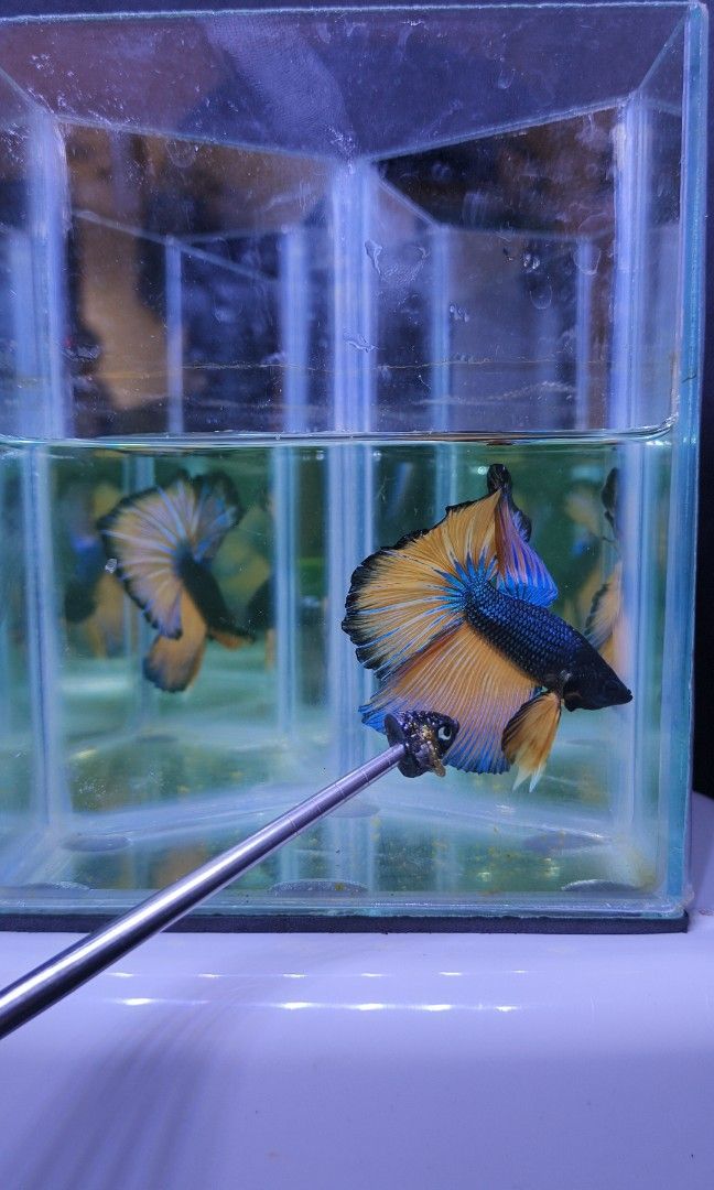 BETTA N’ ACCESSORIES (Category: Homes & Other Pet Accessories) located in Manila. Submitted by sagiikyron (Listing ID 1461816479, Image 3). Description: 𝗯𝗲𝘁𝘁𝗮 𝗳𝗶𝘀𝗵 ◌ male and female are available. ◌ halfmoon, double tail, rose tail, crowntail. ◌ high quality thailand import betta. 𝗮𝘃𝗮𝗶𝗹𝗮𝗯𝗹𝗲 𝗮𝗰𝗰𝗲𝘀𝘀𝗼𝗿𝗶𝗲𝘀 ◌ methylene blue — ₱85 ◌ anti chlorine — ₱85 ◌ malachite green — ₱85 ◌ betta food — ₱60, ₱85, ₱150 ◌ 6" x 6" x 8" bet