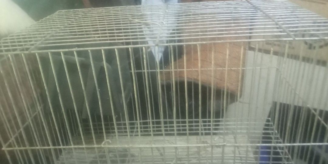 Bird cage (Category: Everything Else Others) located in Paranaque City. Submitted by dimaguilaa94969 (Listing ID 1462031005, Image 1). Description: double cage 09260966619.