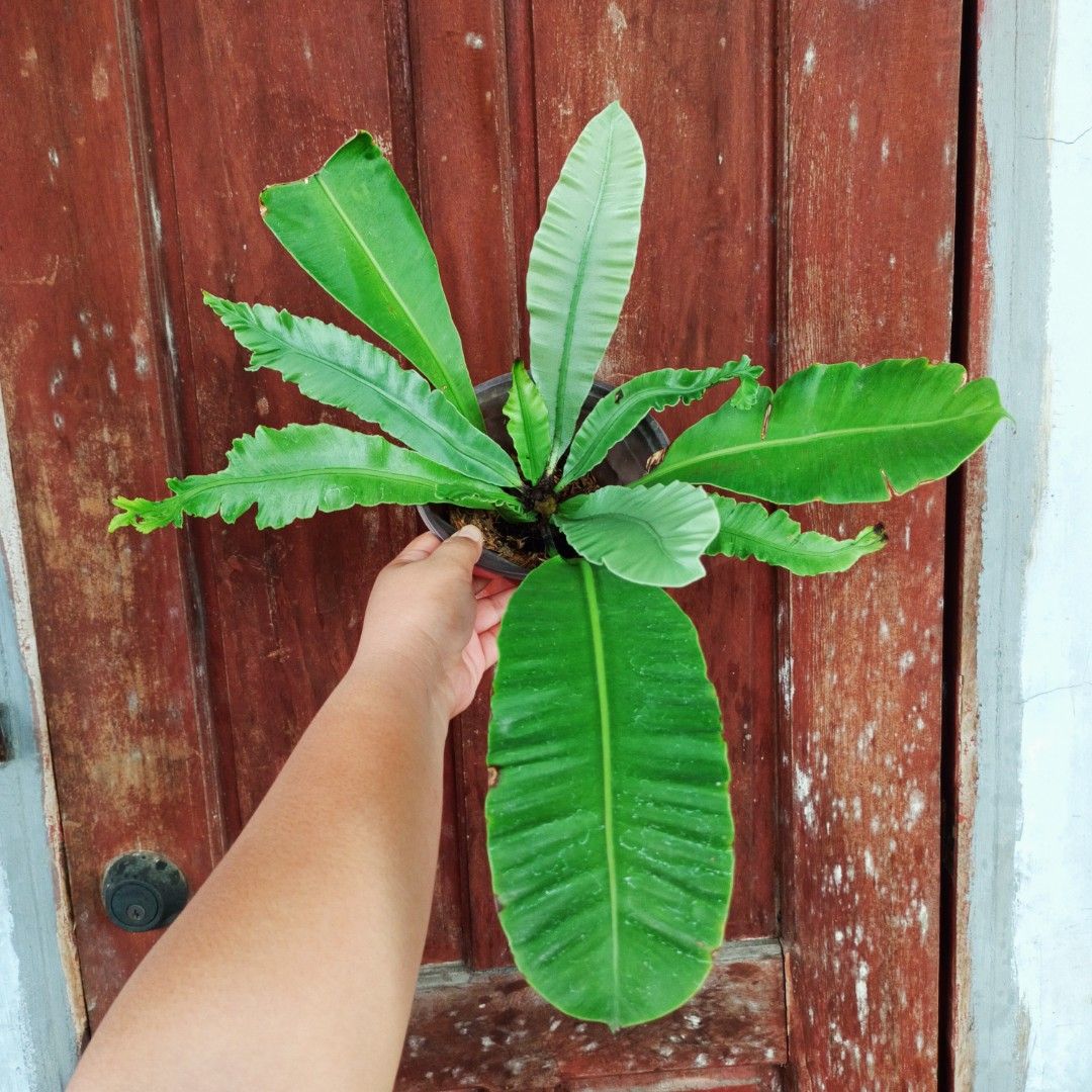 Bird's Nest Fern (Category: Plants & Seeds) located in Makati City. Submitted by crstnemrise (Listing ID 1461984322, Image 2). Description: .