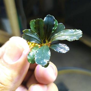 （分類：）位於 。 由 mogo.hk 提交（商品編號 1461867396，圖片 1）。簡介： 。