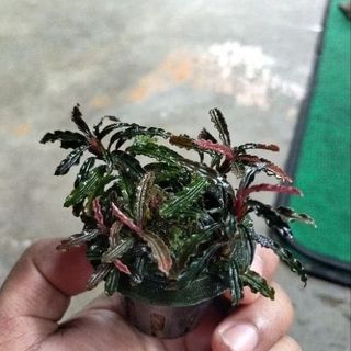 （分類：）位於 。 由 mogo.hk 提交（商品編號 1461865468，圖片 1）。簡介： 。