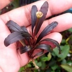 （分類：）位於 。 由 mogo.hk 提交（商品編號 1461866124，圖片 1）。簡介： 。