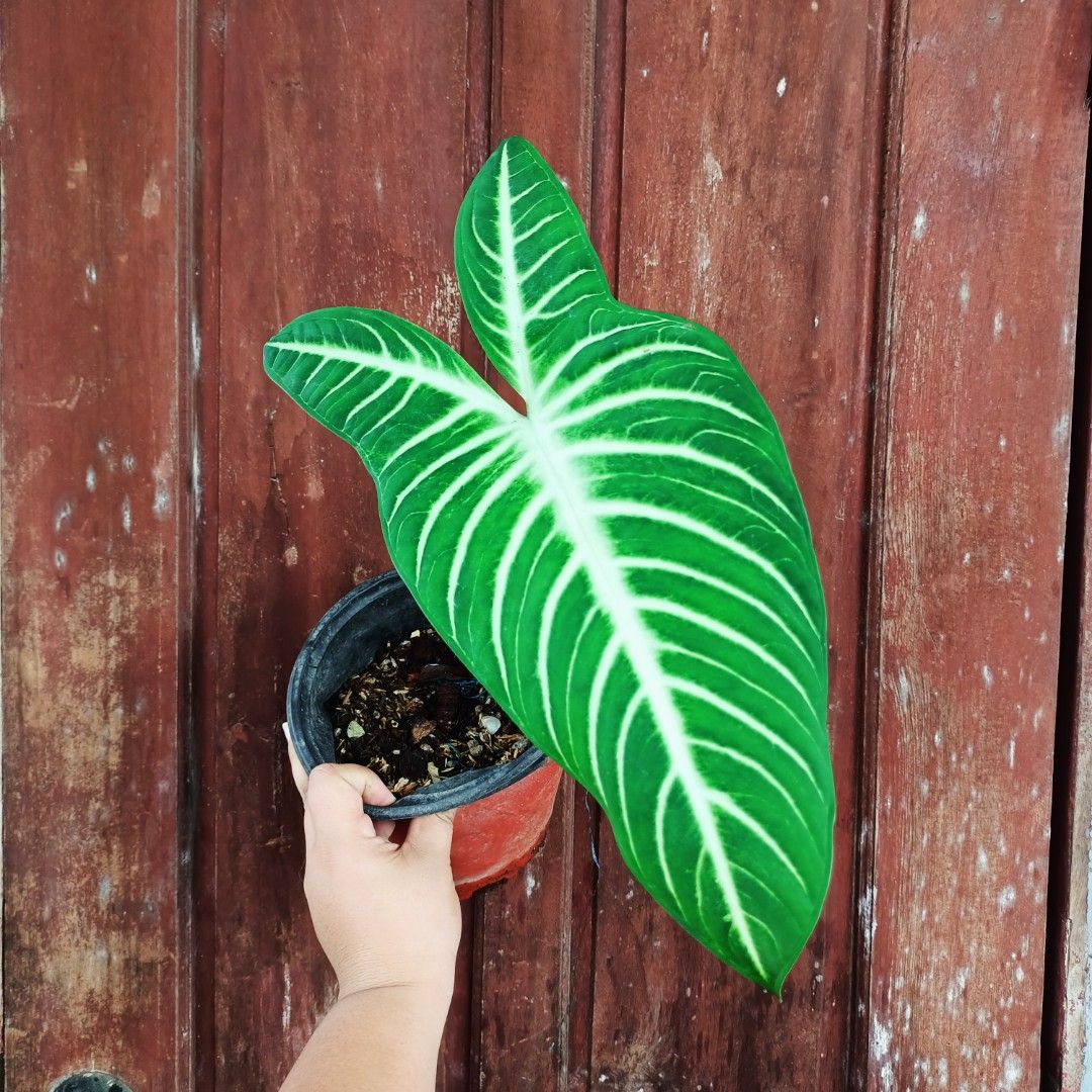 Caladium Lindenii (Category: Plants & Seeds) located in Makati City. Submitted by crstnemrise (Listing ID 1461983466, Image 3). Description: .