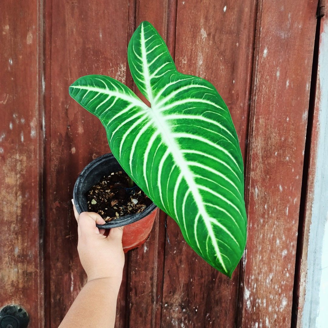 Caladium Lindenii (Category: Plants & Seeds) located in Makati City. Submitted by crstnemrise (Listing ID 1461983466, Image 2). Description: .