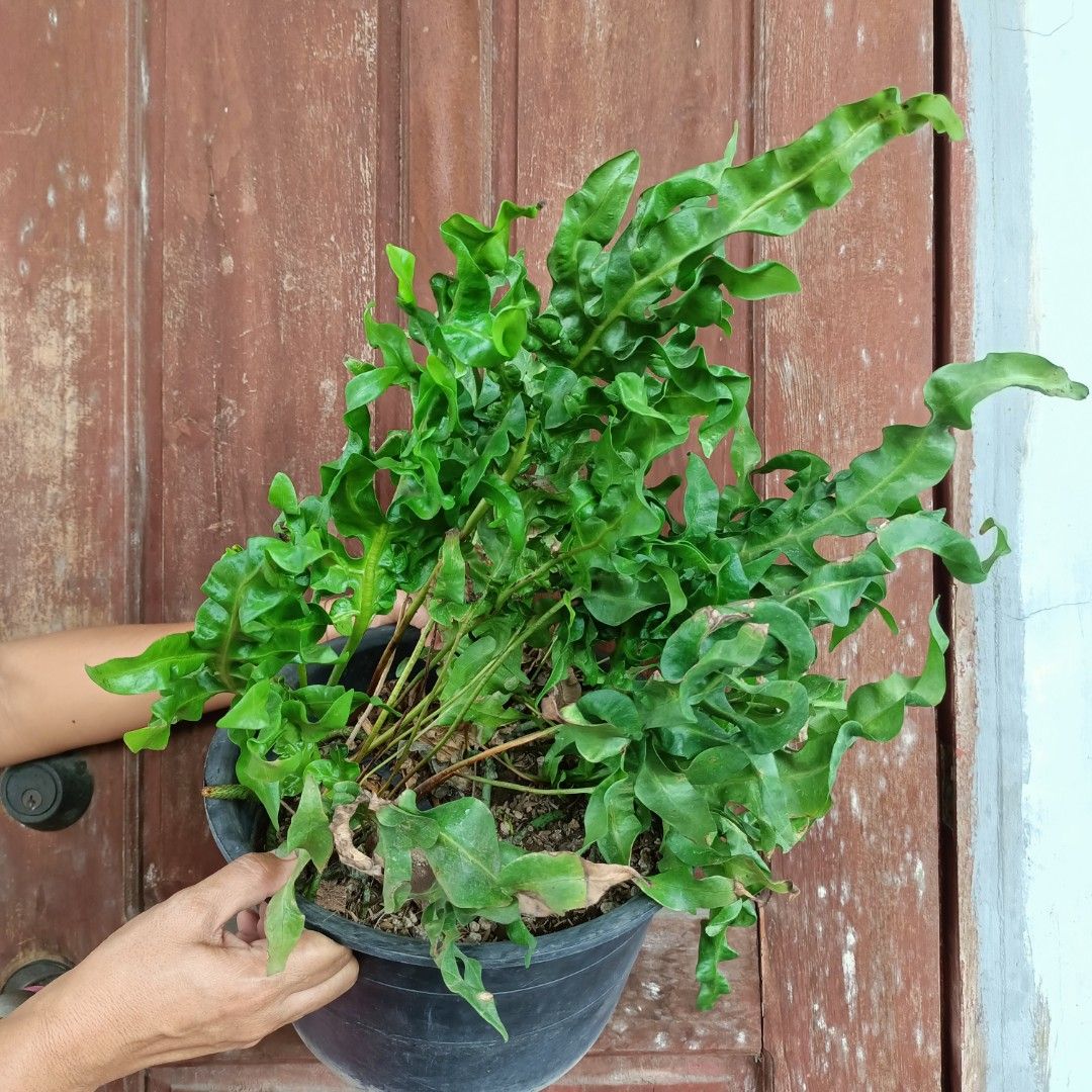 Curly Wave Fern (Category: Plants & Seeds) located in Makati City. Submitted by crstnemrise (Listing ID 1461983707, Image 2). Description: .