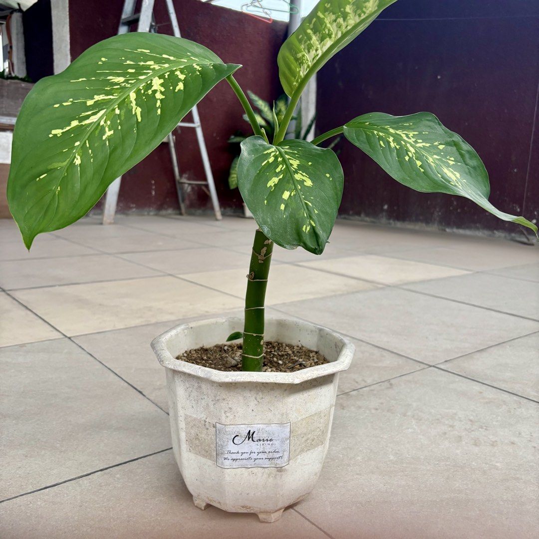 Dieffenbachia Plant (Category: Plants & Seeds) located in Pasig City. Submitted by marielivingph (Listing ID 1461936722, Image 1). Description: .