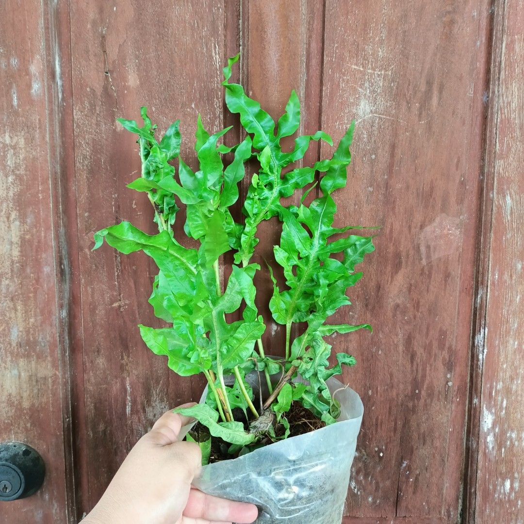 Japanese Curly Wave Fern (Category: Plants & Seeds) located in Makati City. Submitted by crstnemrise (Listing ID 1461984152, Image 1). Description: .